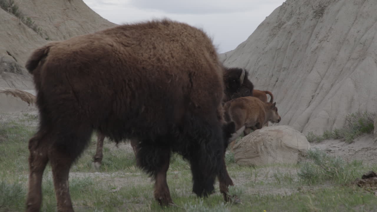 Bison with Calf and herd
