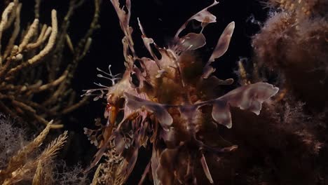 Leafy-Sea-Dragons-Phycodurus-eques-feeding-at-night-with-eggs-4k-25fps-slow-motion