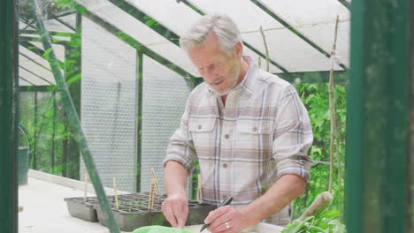 senior man writing labels for plants in seed trays in greenhouse