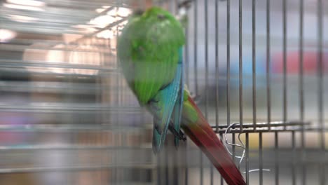 toma a cámara lenta de un loro verde-azul-rojo con alas de colores en una jaula de pájaros