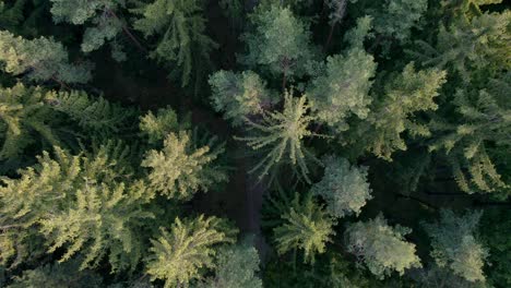 aerial top view of pine tree forest and road