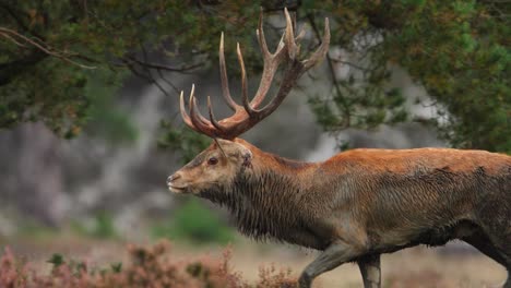 Close-up-of-a-very-large-red-deer-buck-with-a-huge-rack-of-antlers-and-covered-in-mud-trotting-through-evergreen-forest,-slow-motion