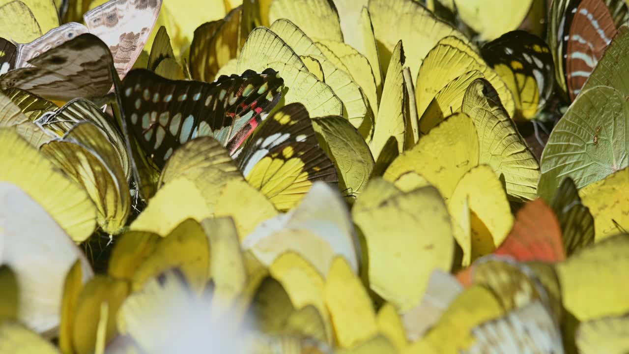 enjambre de mariposas amarillas volando y sobre ellas llenando espacios vacíos, una mariposa diferente en el medio, parque nacional kaeng krachan, tailandia