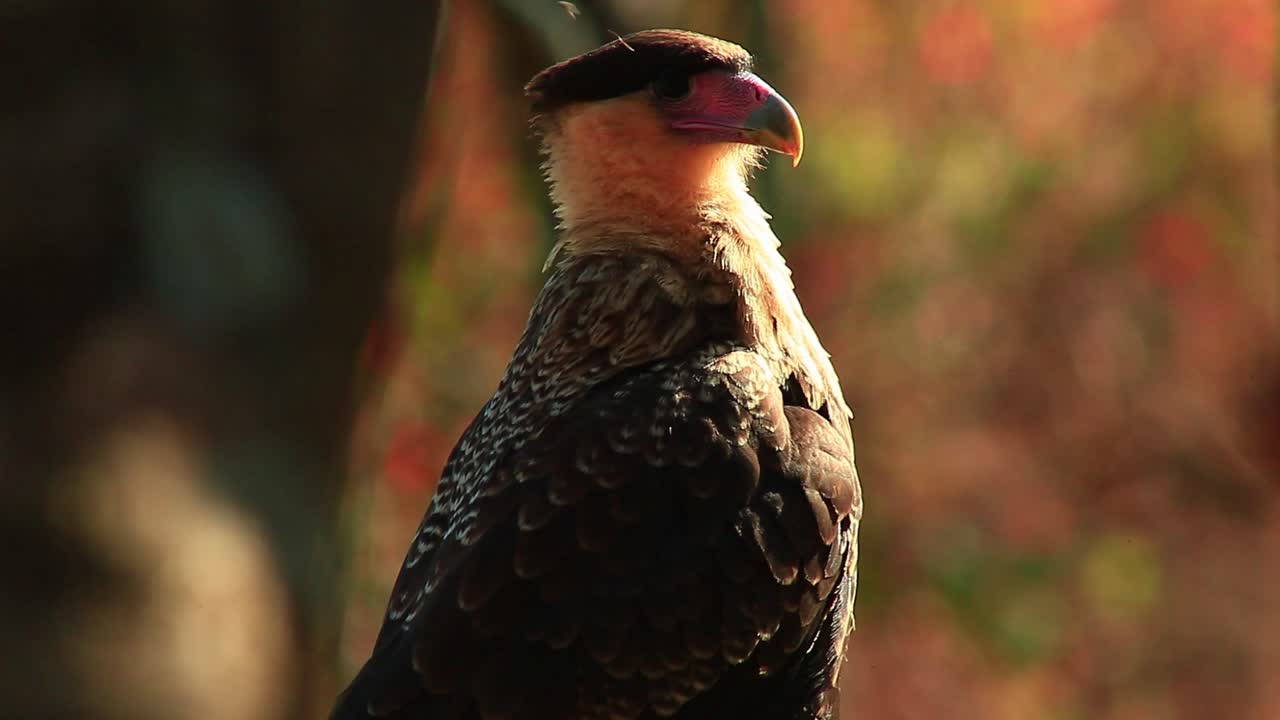 caracara de cresta depredadora en busca de su presa