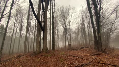 a mysterious, foggy forest in the appalachian mountains on a rainy, dreary day