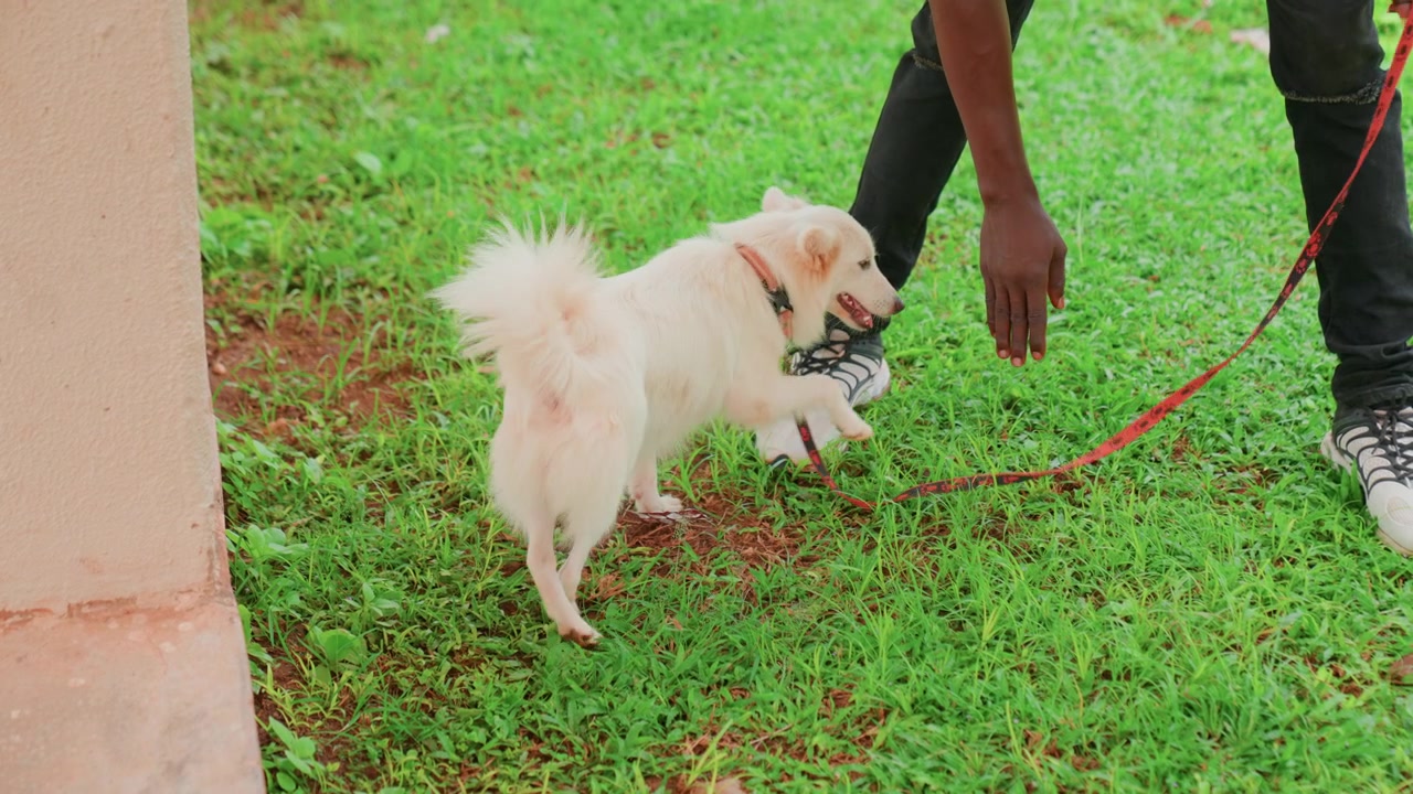Black owner walking small white dog on green lawn near wall, leash taut while puppy hesitates, sneakers and ripped jeans visible, playful fluffy pup sniffing grass, casual urban stroll vibe
