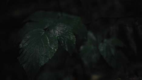 close up video of dark green leaves growing in the dense forest of norway