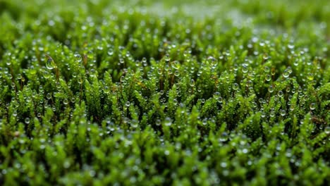 a close-up view of dewy moss: capturing nature's beauty with glimmering water droplets on vibrant green moss in a lush natural setting