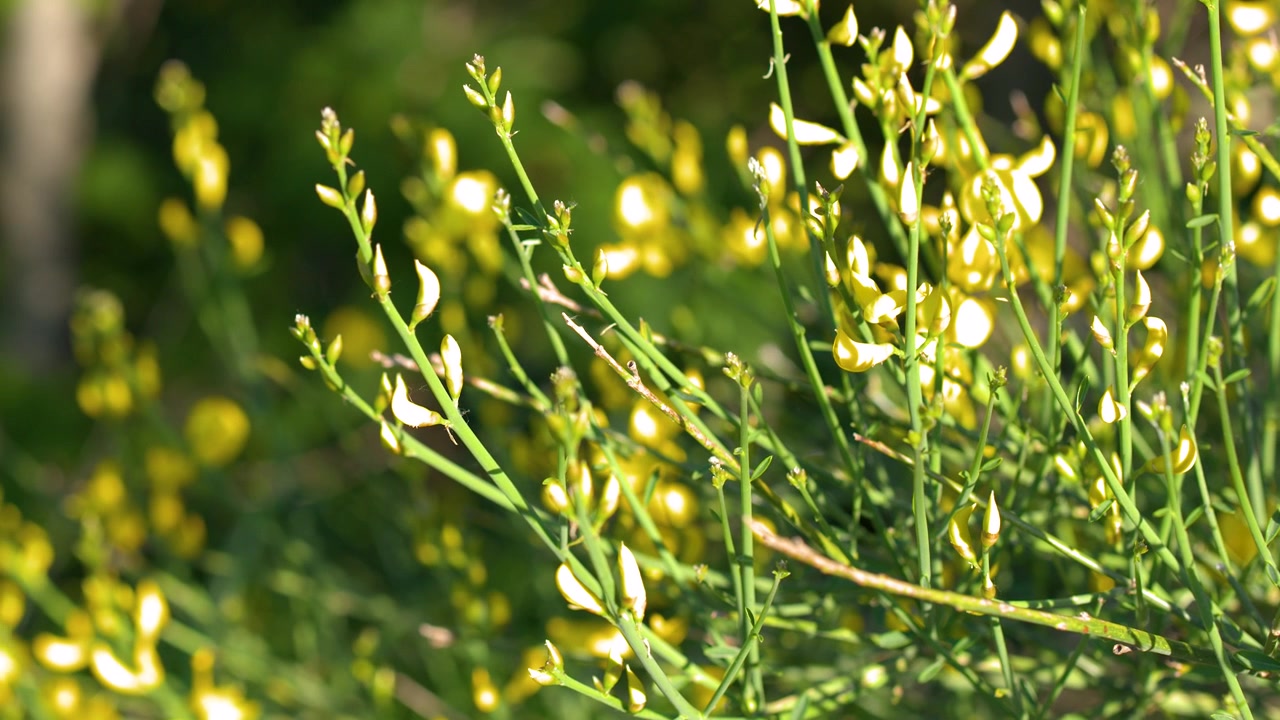 Fiori di ginestra gialli che sbocciano in un giardino soleggiato