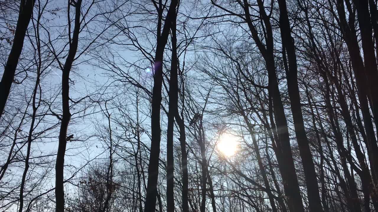 이른 봄에 해가 하늘에 떠 있고 햇빛이 나뭇가지를 통해 들어오는 숲길을 걷고 있다