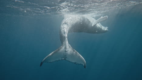vista trasera de fluke en la ballena jorobada jugando en la superficie rodando con destreza en cámara lenta