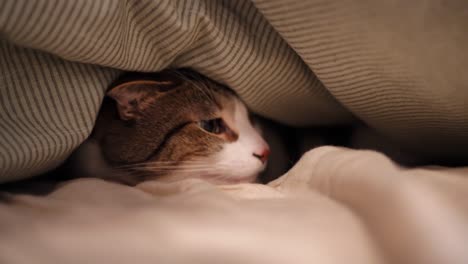 a cat sleeping under a blanket for one of his 50 mid day naps