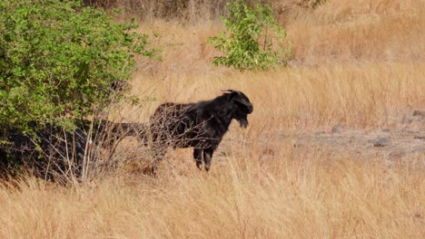 Animales-De-Granja-Indonesios,-Entorno-De-Hábitat-Rural-De-Sabana