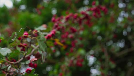 red berries on tree with whip pan for transition