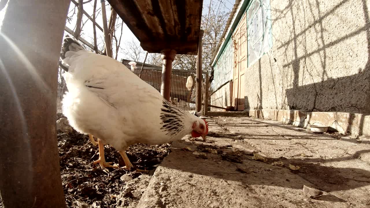 콘크리트 바닥을 가로질러 달리는 몇 마리의 이 목초지를 먹고 있다
