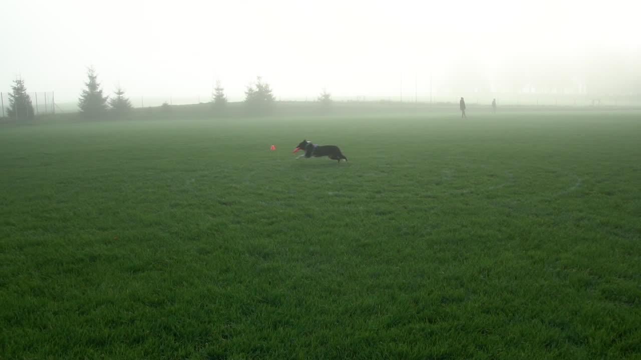 Cane da frisbee - Cane Border Collie che corre e afferra un disco volante in aria