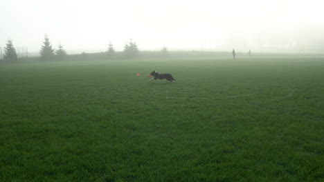 Perro-Frisbee---Perro-Border-Collie-Corriendo-Y-Atrapando-Un-Disco-Volador-En-El-Aire