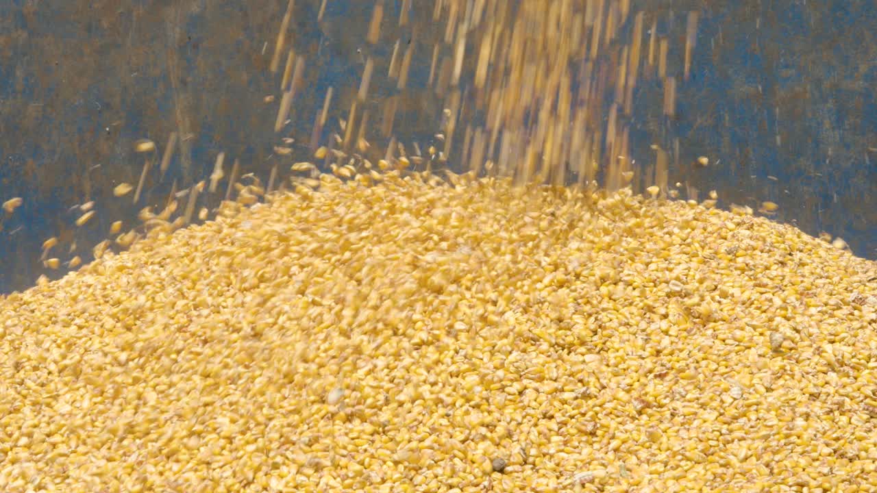 Primer plano dinámico de granos de maíz amarillos que caen en cascada a un contenedor durante una operación agrícola o de procesamiento de grano. El movimiento de los granos crea una textura visualmente atractiva, con un fondo tipo...