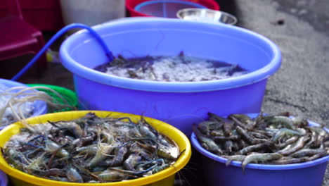 Camarones-Y-Langostinos-Recién-Capturados-Que-Se-Venden-En-Recipientes-De-Plástico-Con-Agua