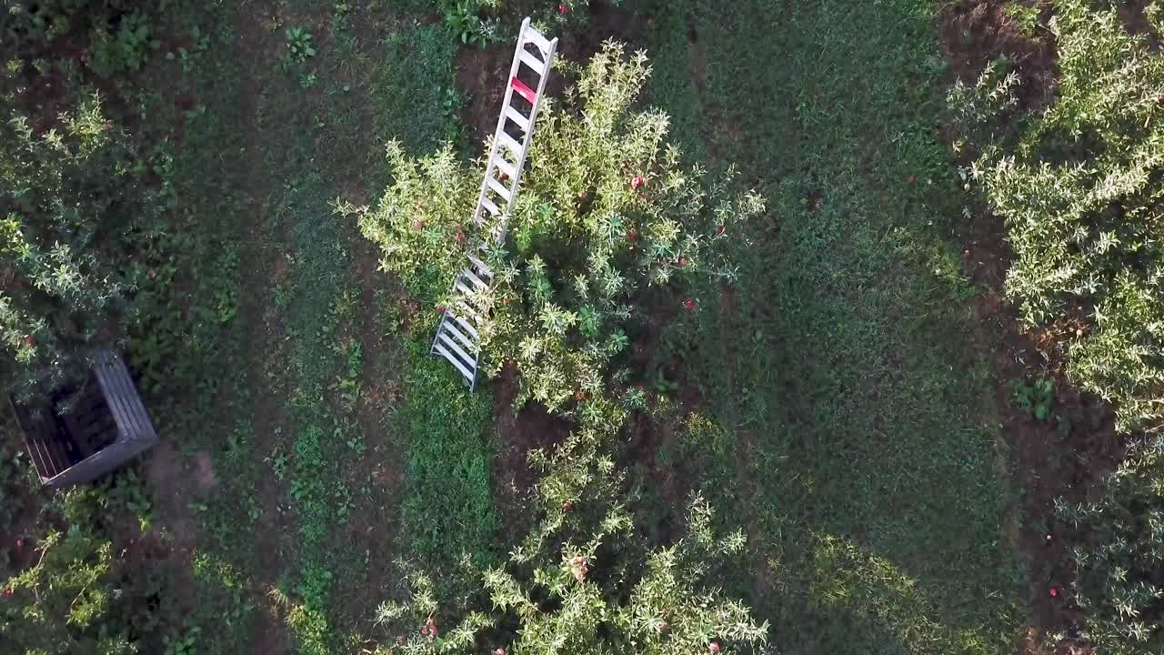 Orchard Ladder View