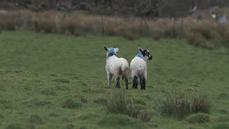 Dos-Corderos-En-Un-Pasto-En-Las-Tierras-Altas-De-Irlanda