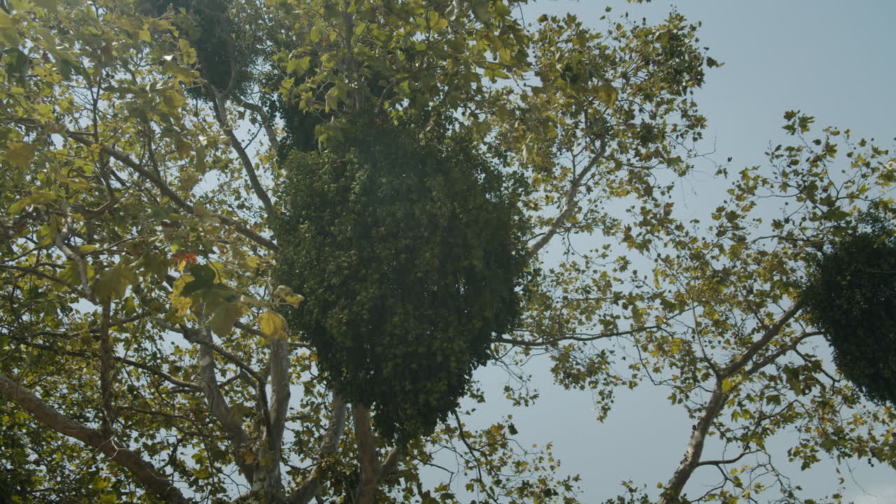 Tree with dense foliage against a clear sky