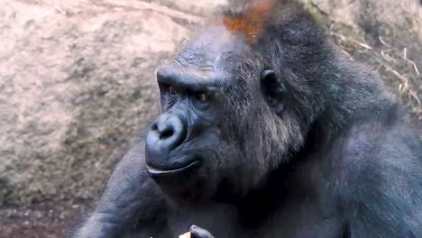 primer plano de un majestuoso gorila de espalda gris comiendo fruta