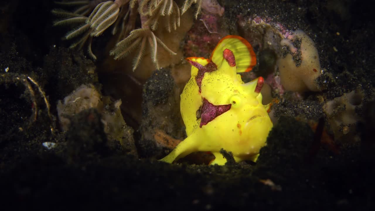 크로온 개구리 물고기 (clown frogfish) 는 인도네시아 북부 라웨시 (sulawesi) 북부 렘베 해협에서 고 고 있다.