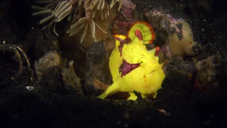pez rana payaso bostezando caminando y tomando una caca estrecho de lembeh indonesia sur de sulawesi 25fps 4k