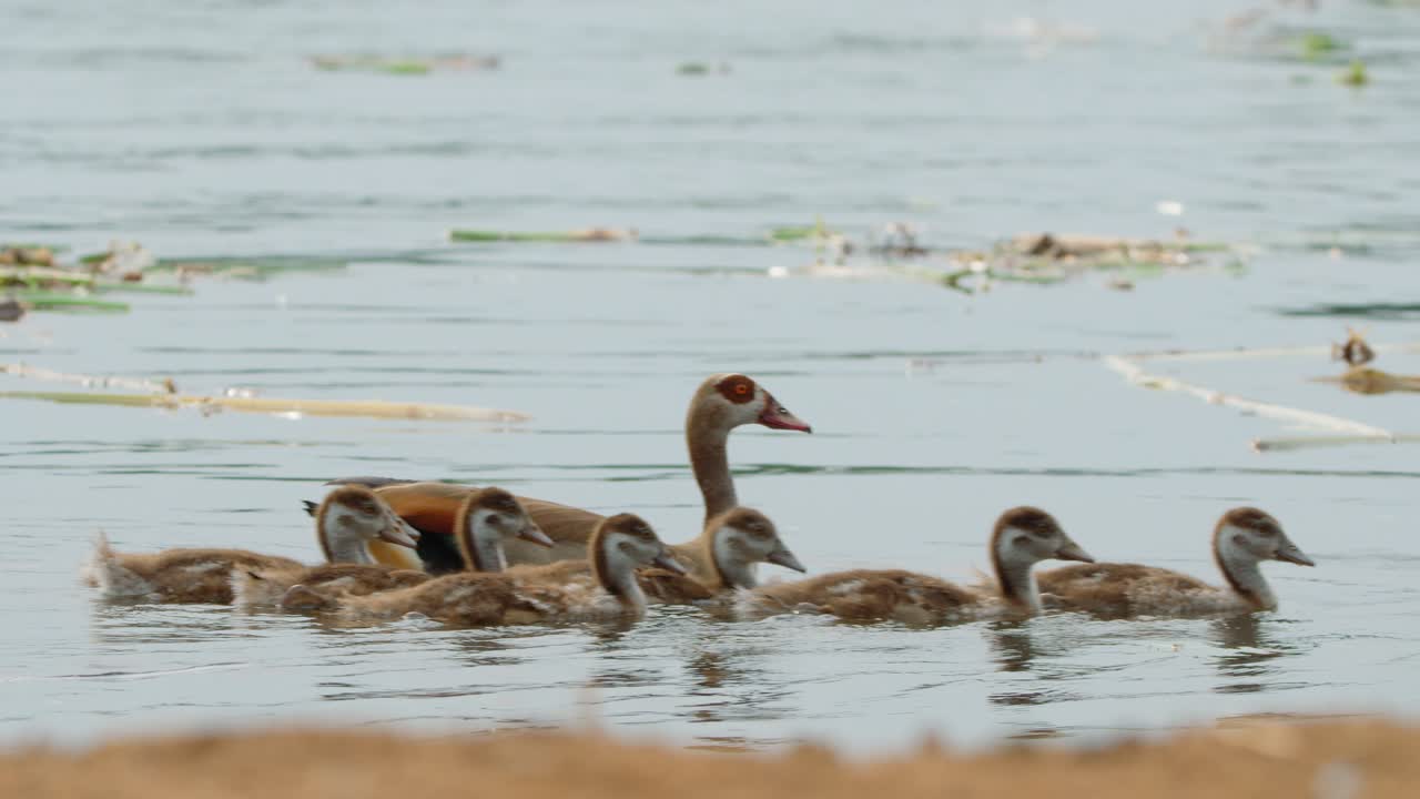 Oche egiziane Alopochen aegyptiaca, genitori che nuotano con i loro piccoli anatroccoli nelle acque aperte del fiume Nilo, godendosi la fauna selvatica e la natura all'interno del Parco nazionale delle cascate Murchison in Uganda, Africa