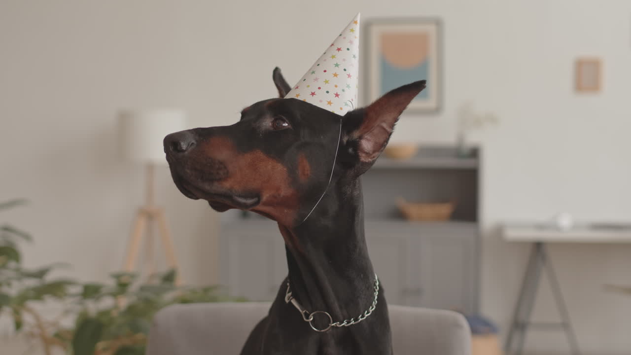 Portrait of Dog Wearing Party Hat