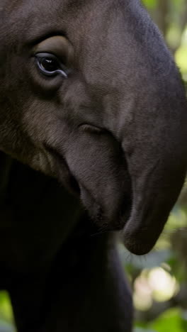 tapir in the amazon rainforest