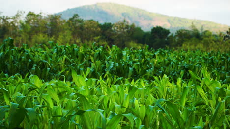 Growing-green-corn-field-in-Lombok-with-mountains-in-horizon