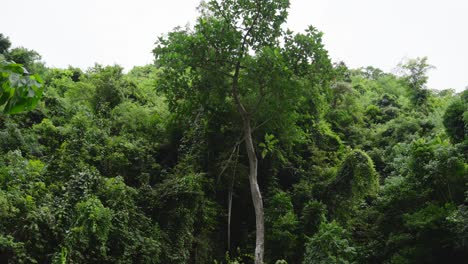 lush rainforest tree canopy static shot in the philippines