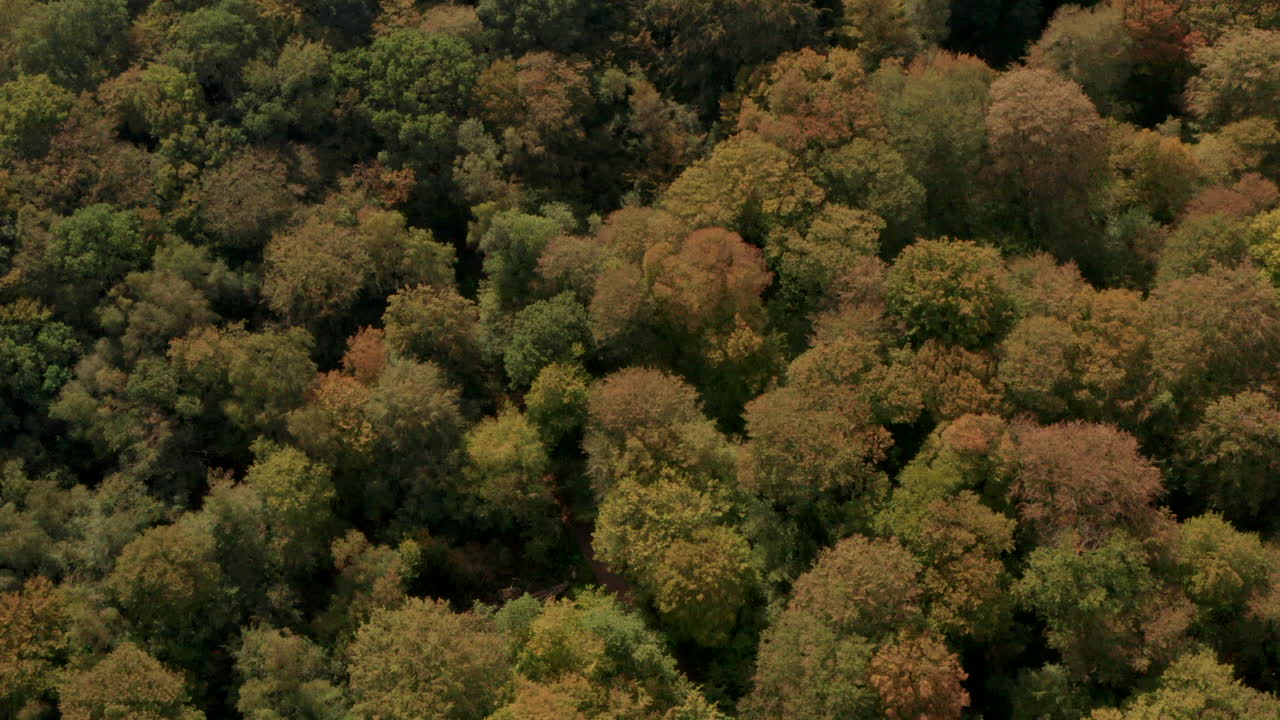 High aerial shot over English forest turning orange in autumn