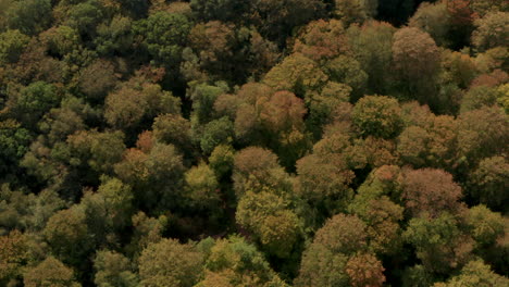 Toma-Aérea-Alta-Sobre-El-Bosque-Inglés-Que-Se-Vuelve-Naranja-En-Otoño