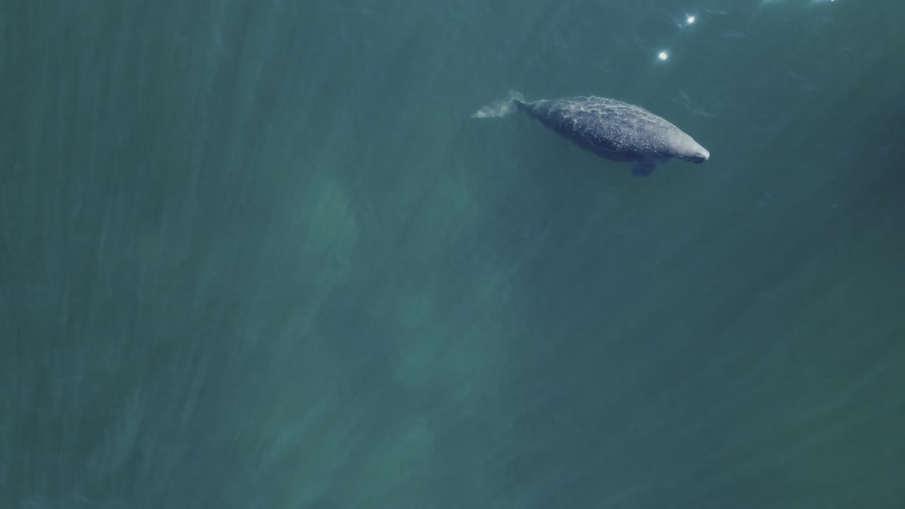 A large Dugong slowly surfaces from feeding on a seagrass meadow below the ocean waters