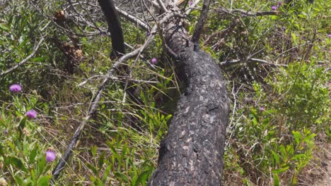 toma panorámica de un árbol quemado y caído después de un incendio forestal en portugal con nueva vegetación creciendo de nuevo