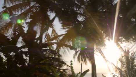 sun shining through tropical trees