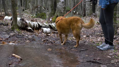 woman hiker takes a break at flowing stream while hiking through upstate new york hike trail to let her brown medium sized senior dog drink from cold water