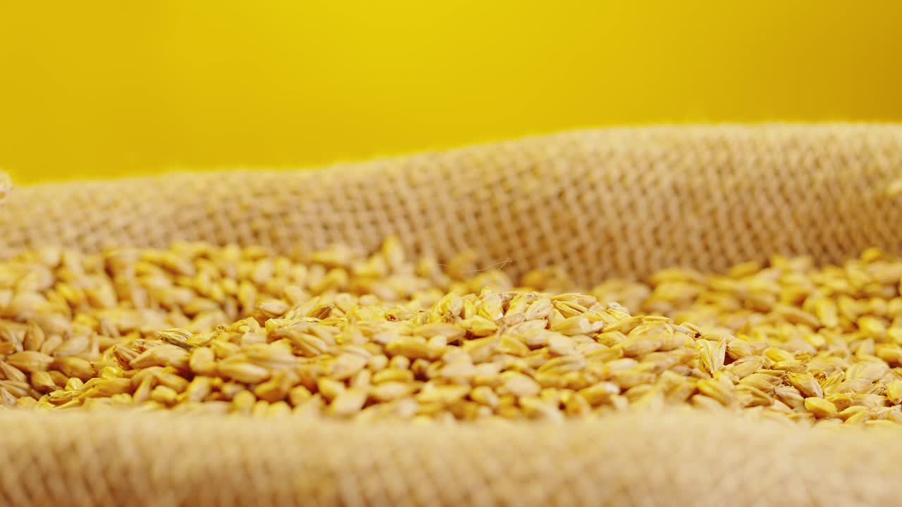 Wheat grains pouring into a burlap sack