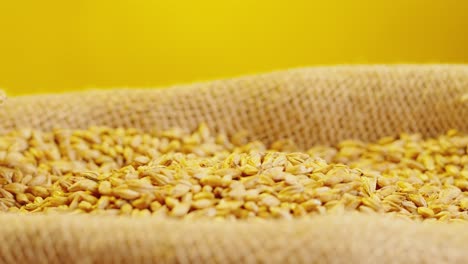 wheat grains pouring into a burlap sack