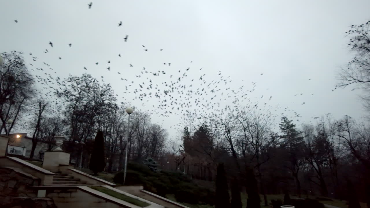 Many birds flying on a grey sky near empty trees