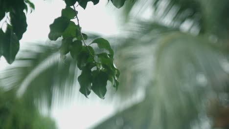 close-up of green leaves on a branch with blurred palm trees in the background