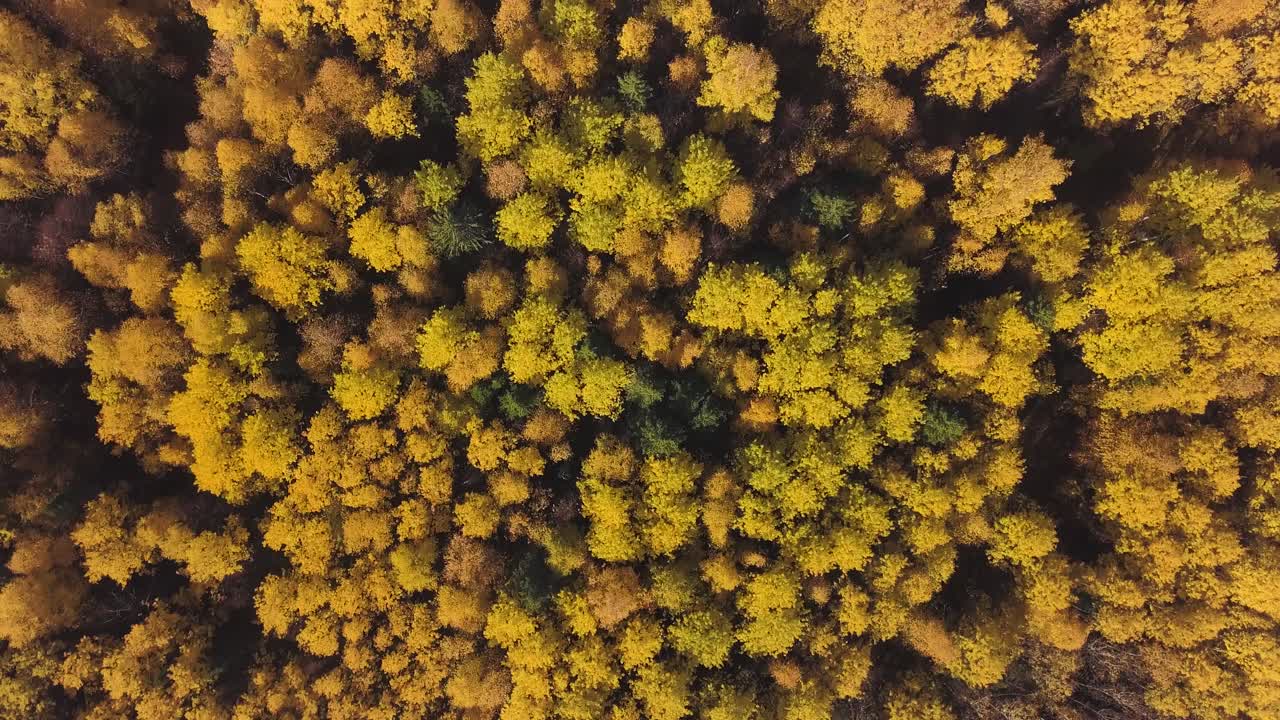 Vista aérea del bosque de otoño