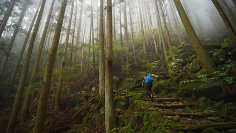 pan, person hikes moss covered trail through foggy forest, japan