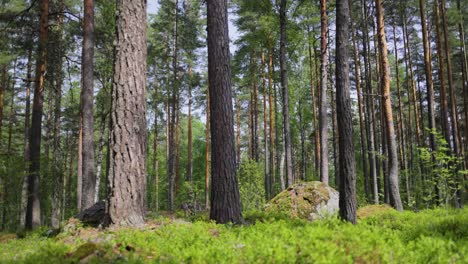 Luftaufnahme-Des-Waldes-In-Finnland.-Wunderschöne-Natur-Finnlands.