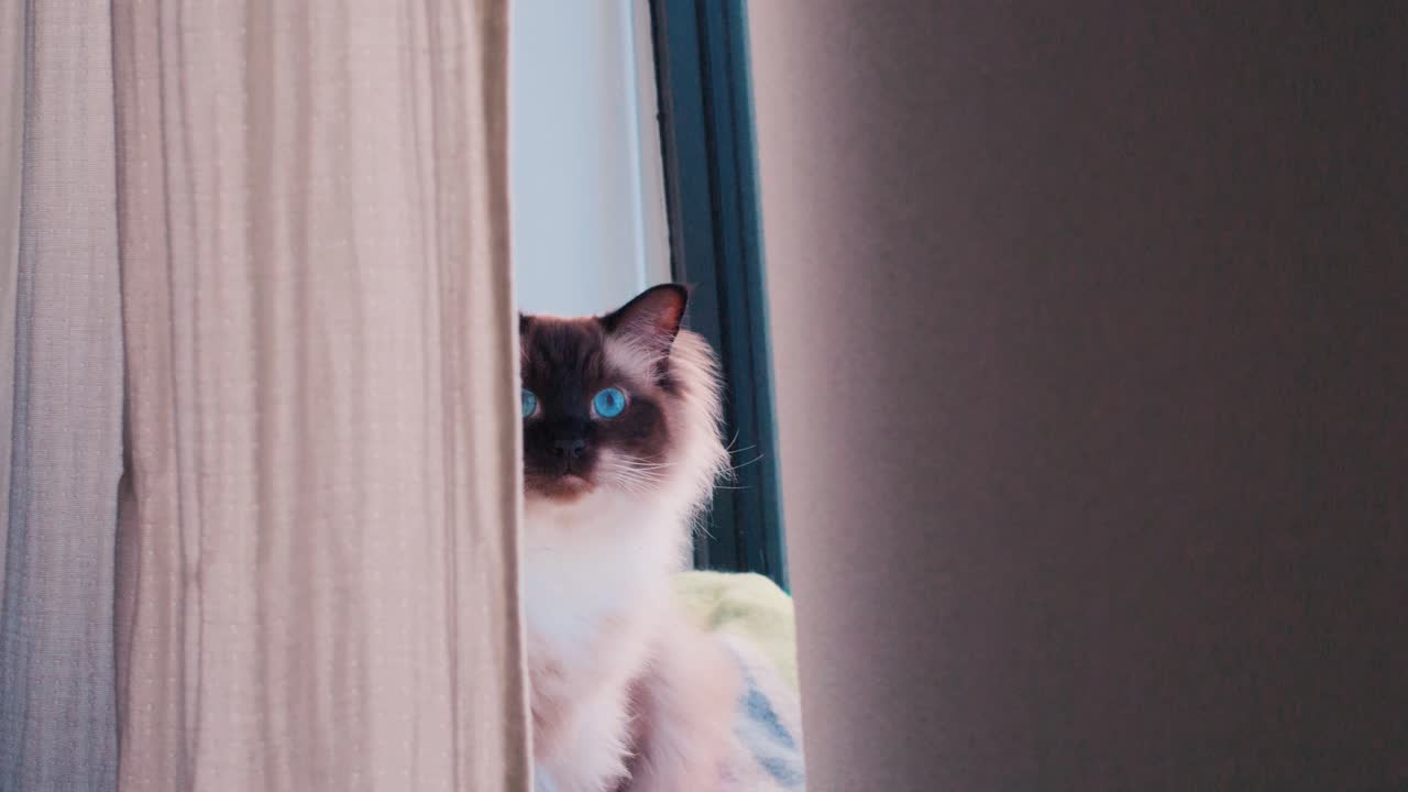 밝은 실내에서 놀고 있는 사랑스러운 래그돌 고양이, 슬로우 모션으로 촬영한 파란 눈의 귀여운 고양이, 순종