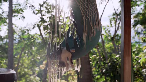 Exhausted-cat-sleeping-in-hammock-outdoors-on-balcony-during-sunny-day-with-beautiful-jungle-of-Ecuador-in-background