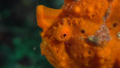 orange warty frogfish close up shot